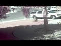 Gato ataca a perro