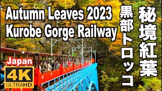 秘境 黒部トロッコ電車の紅葉2023 Autumn leaves in Kurobe Gorge trolley Railway 黒部渓谷鉄道 黒部観光 宇奈月温泉 欅平駅 富山観光 紅葉の名所 日本