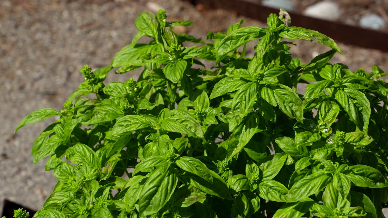 Native American Medicinal Garden - YouTube