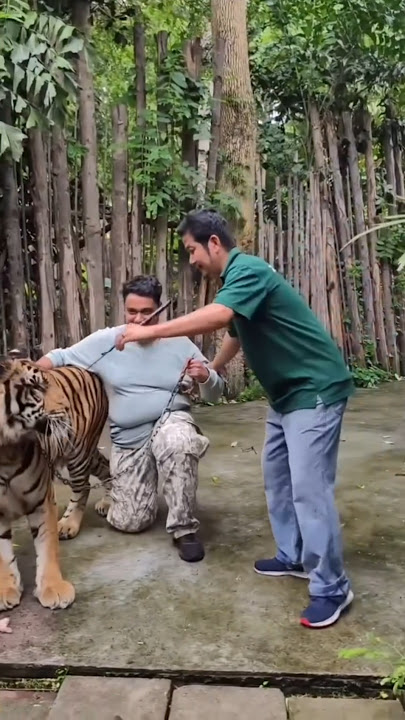 Tiger Dangerous Attack on Indian Man 😱 | Nouman Hassan