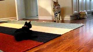 Serval Cat vs. Domestic Cat
