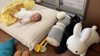 室内で過ごしたい赤ちゃんと外に出たい猫　ノルウェージャンA baby who wants to spend time indoors and a cat who wants to go out.