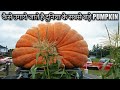 कैसे होती है विशालकाय कद्दू की खेती | कद्दू की खेती | Giant Pumpkin How it Grows -  Pumpkin Festival