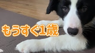 ボーダーコリー/ヶ月/犬との日々の暮らし/大変だったこと/嬉しかったこと/実のきょうだいさん/もうすぐ1歳