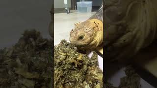 아그룹스 먹는중! #turtle #동물 #birds #파충류 #설가타 #일상 #반려동물 #pets #cute #animals #육지거북 #거북이 #힐링