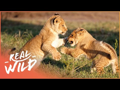 PART 1 LION DOCUMENTARY