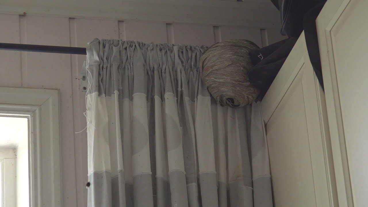 Man had a wasp nest in his bedroom