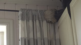 Man had a wasp nest in his bedroom