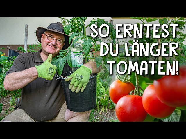 Tomaten richtig pflegen und dngen!  - 5 Tipps fr eine reiche und lange  Ernte - YouTube