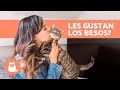 ¿A los gatos les gustan los besos? - ¡Descúbrelo!