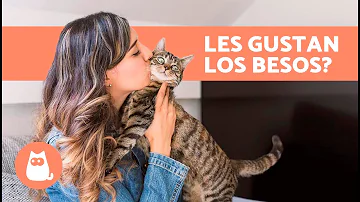 ¿A los gatos les gusta que les bese?