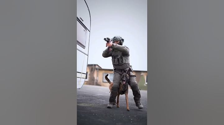 K9 Training Belgium Malianos Working dog. Military police swat.
