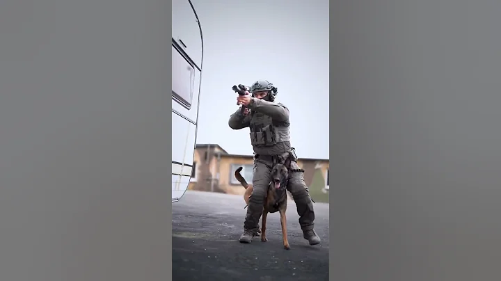 K9 Training Belgium Malianos Working dog. Military police swat.