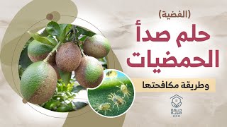 مرض خطير يصيب اشجار الليمون والبرتقال (الفضية)