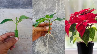 How to grow Poinsettia plant from cuttings easy method