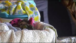 Tiny, rescued baby sloth Robin is just so sweet and innocent!   🥰🥰  Recorded 01\/03\/23