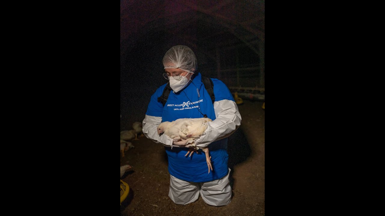 Rescuing Petunia from Perdue's Petaluma Poultry YouTube