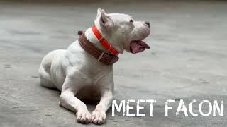 Meet The MOST Outstanding Dogo Argentino!