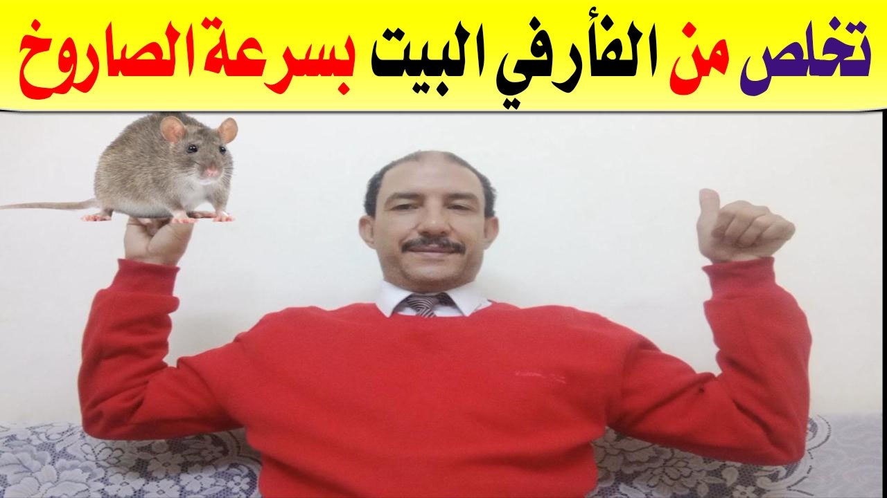 طرق التخلص من الفأر في البيت