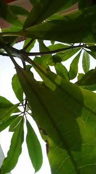 Video langit aesthetic✨