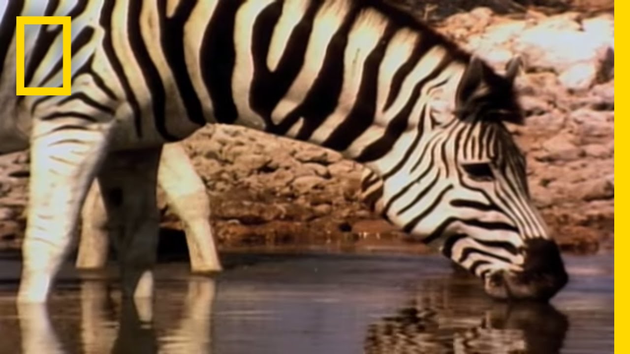 Cheetahs Return to Zebra Park | National Geographic - YouTube