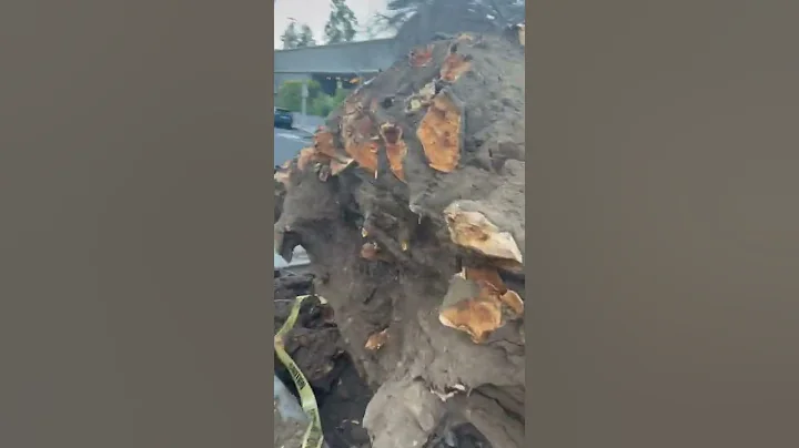 Fallen Tree Totals Car || ViralHog