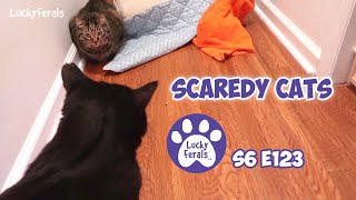 Gates Day 6, Scaredy Cats | S6 E123 | Training Feral Cats
