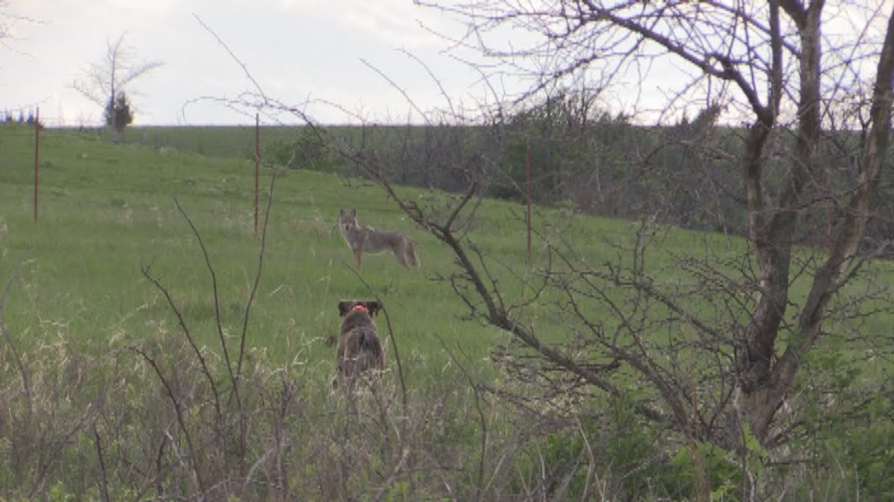 Coyote hunting, double in Kansas. (deocy dogs) YouTube