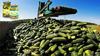 Million Tons Cucumber Harvest Machine - How Pickles are made - Cucumber pickles processing factory