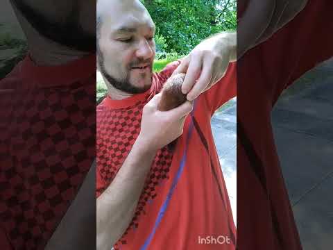 к блогеру Ульяновска белочка пришла накеноц-то #ульяновск #блогер #белка #приход #животные