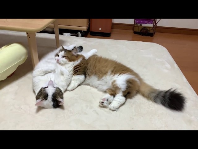 枕にされる猫がかわいい