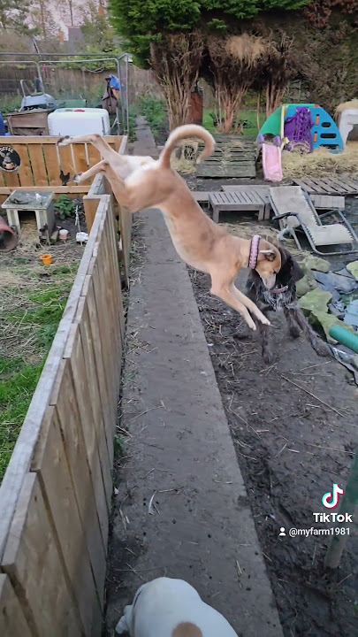 lurcher jumping #music #rock #guitar #oldies #song #puppy #baroque #amapianosongs #lurcher #pets