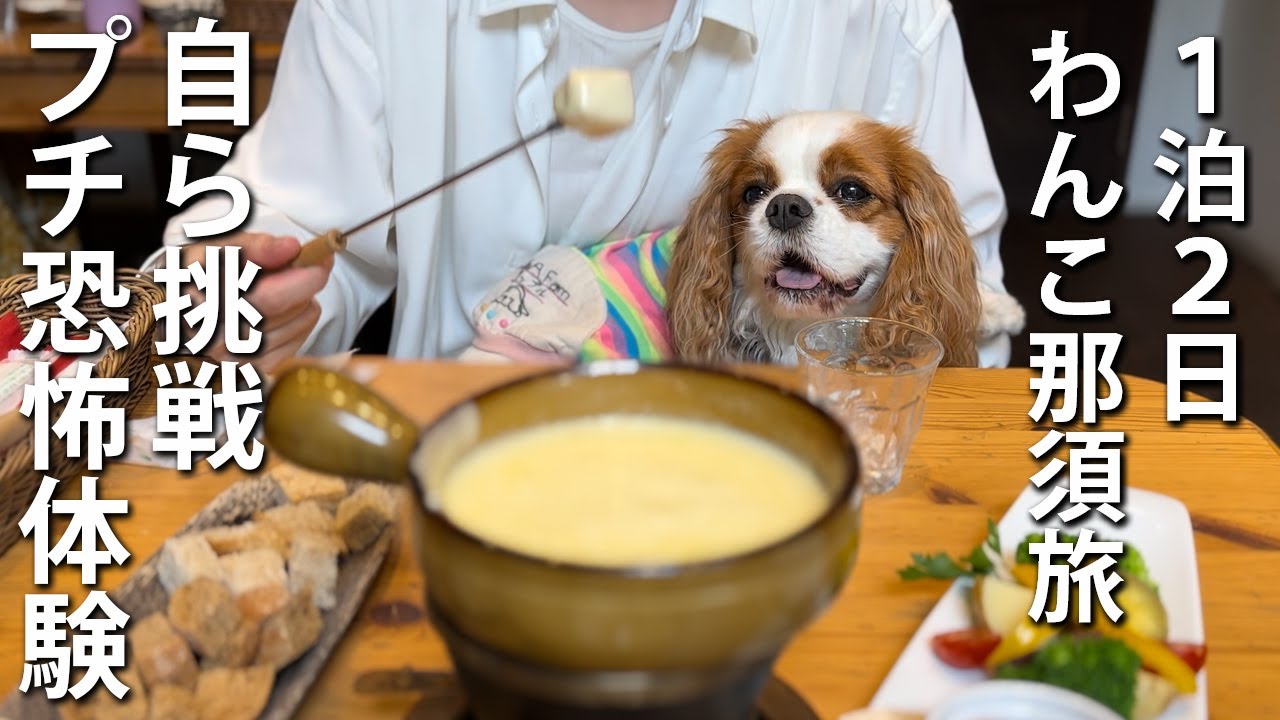 【わんこ那須旅２日目】朝食バイキングにドッグラン、プチ恐怖体験にフィンランドの森チーズ工房と盛りだくさんすぎたｗ【ジョアっ子大集合】