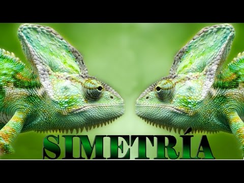 Video: ¿Qué animal es radialmente simétrico?