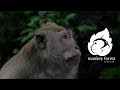 Ubud Monkey Forest Bali