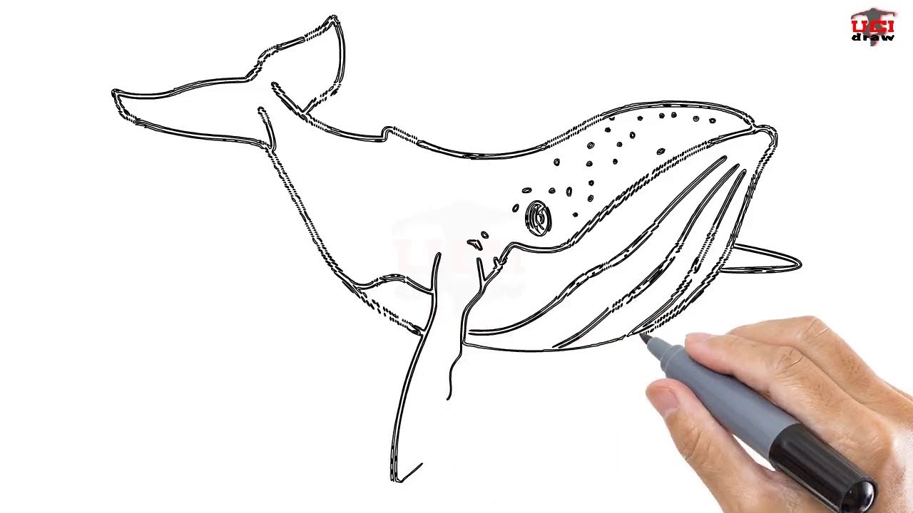 Featured image of post Whale Drawing Easy