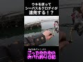 ウキを使ってシーバス＆クロダイを狙ってみたら連発した！？【エビ撒き釣り】