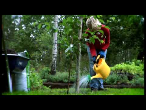 Video: Kirsikat: Istutus, Hoito Ja Muut Viljelyn Hienovaraisuudet