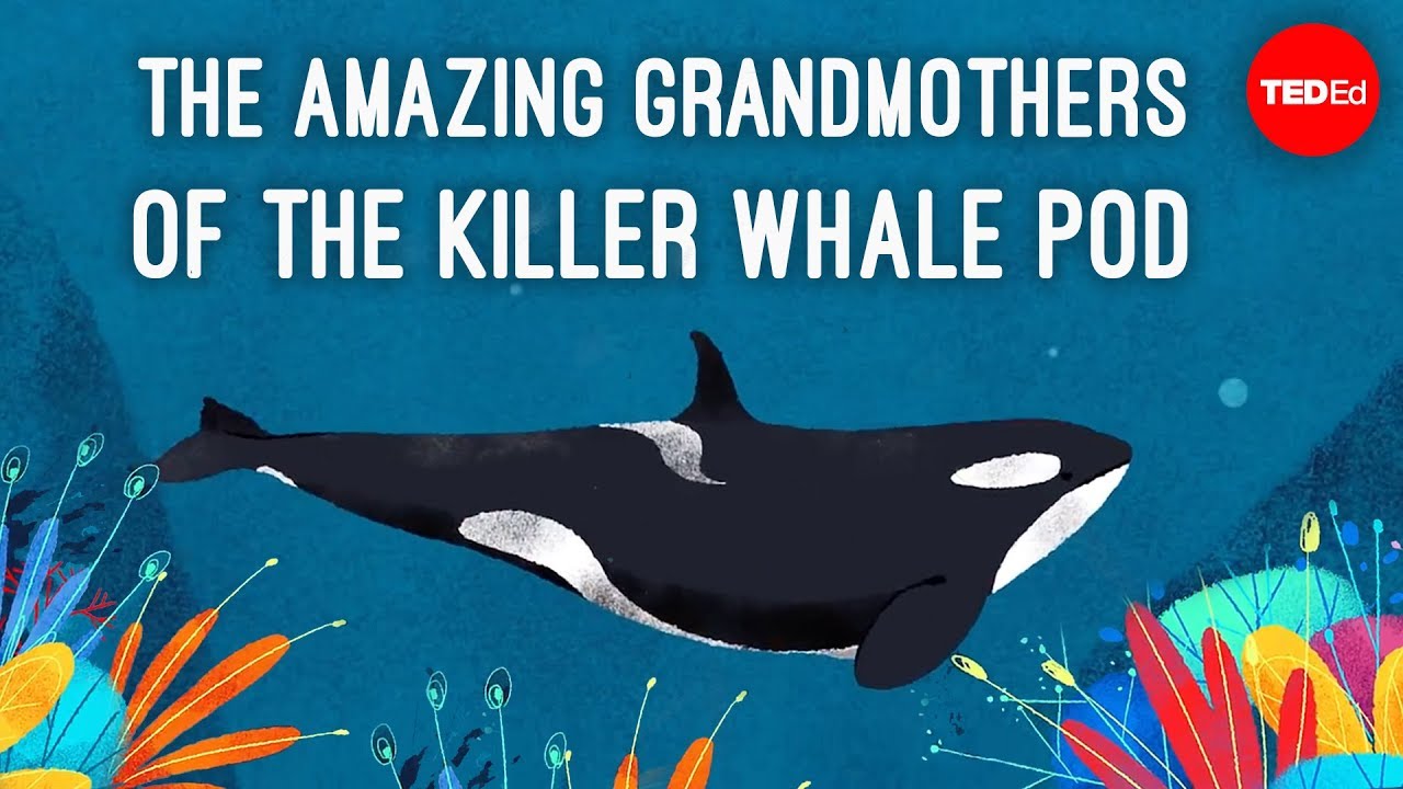 The amazing grandmothers of the killer whale pod - Darren Croft