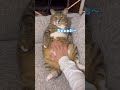 ボス猫は家猫になるとこうなります #ほたて君 #元ボス猫 #保護猫 #ぬいぐるみ #一人暮らし #ダイエット中 #預かりボランティア