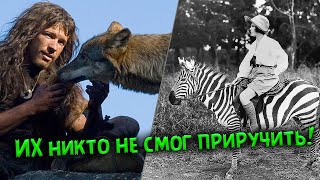 ДИКИЕ ЖИВОТНЫЕ, КОТОРЫЕ ОТКАЗАЛИСЬ ОТ ДРУЖБЫ С ЧЕЛОВЕКОМ. ПОПЫТКИ БЕЗПОЛЕЗНЫ, ИХ НИКОМУ НЕ ПРИРУЧИТЬ