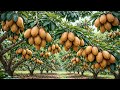 Inside a Sapodilla Orchard at Peak Harvest  Calm Farming Documentary