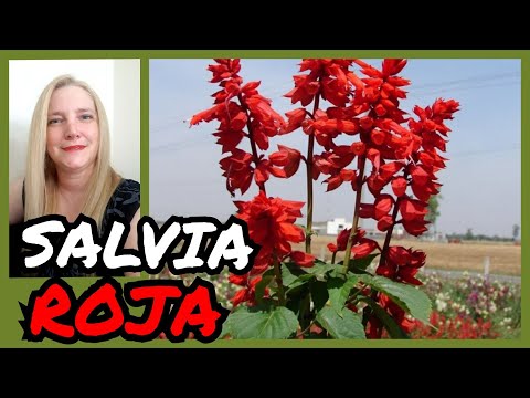 Vídeo: Scarlet Sage Herb: cuidar una planta de sàlvia escarlata