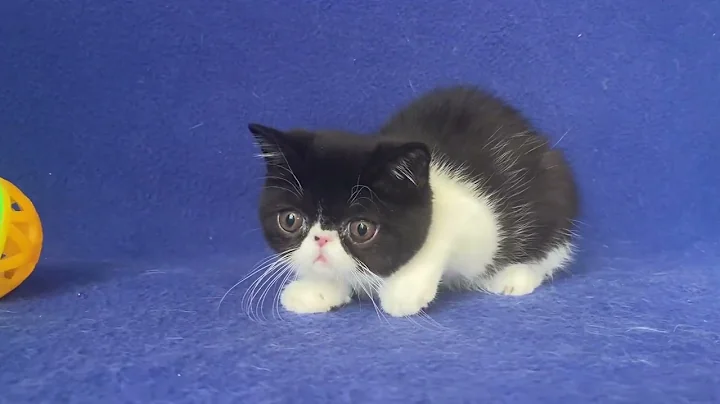 Watch the video about Exotic Shorthair Black and White Female kitten of Majestymeow Cattery!