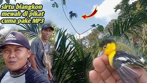 mikat sirtu kepala hitam super ganas 😵