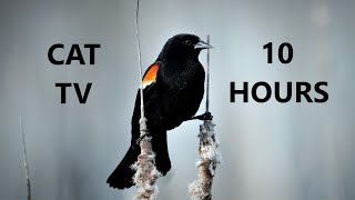 Red-Winged Blackbirds and Ducks in a Marsh - 10 Hour Video for Pets and People - June 06, 2023