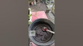 Download lagu Cara Tabur Baja Tahi Ayam Di Tananan Oleh Baja Taiping