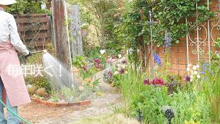 [Einmal Pflanzen] Die 5 besten Stauden für deinen Traumgarten im April! 🌿 screenshot 2