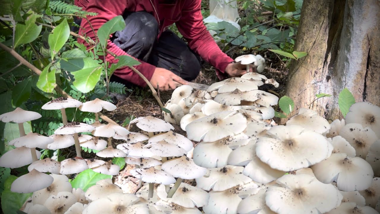 เข้าป่าหาเห็ดกับเพื่อน! หาเห็ดทั้งวันทั้งคืน? หลงจนได้! ตอนนี้ไม่รู้เพื่อนหลงไปทางไหน?