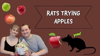 Our Rats Try: Apples for the first time!
